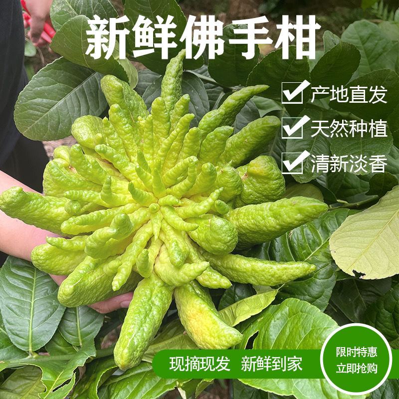 Дымящийся ладан с юньнаньским бергамотом, альпийский бергамот, экстра большой фрукт, без Джиньхуа, с веточками, гидропонный