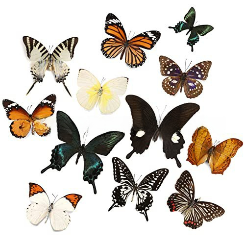 Butterfly Specimen Real Butterfly Specimen Wings Spreading Insect Animal Specimen Wholesale Kindergarten Teaching Aids Can Be Removable