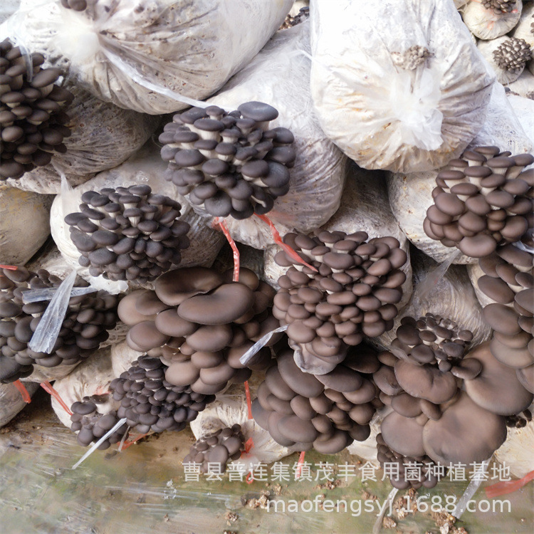 Factory wholesale Mushroom mushroom package large mushroom package mushroom planting package mushroom stick mushroom package