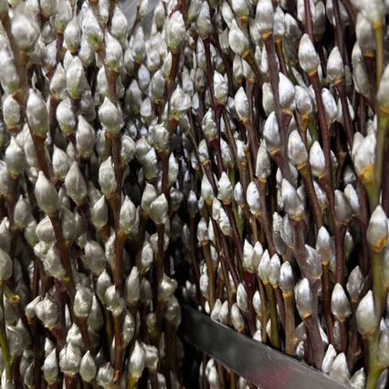 50cm Export Class a Silver Willow Fresh Branches Silver Willow Base Wholesale Self-Produced Self-Marketing