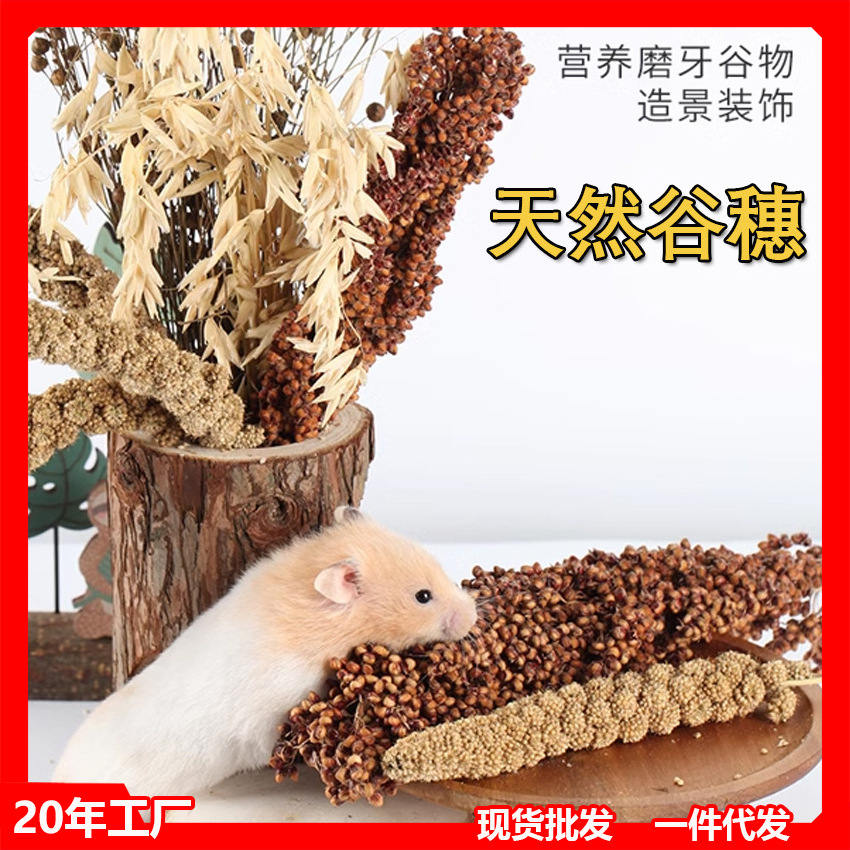 Новые зерновые ушки, ушки проса, натуральные пшеничные ушки, закуски для стачивания зубов у хомяков, клетки для мелких животных, ландшафтный дизайн, зерновые, цветы, семена льна