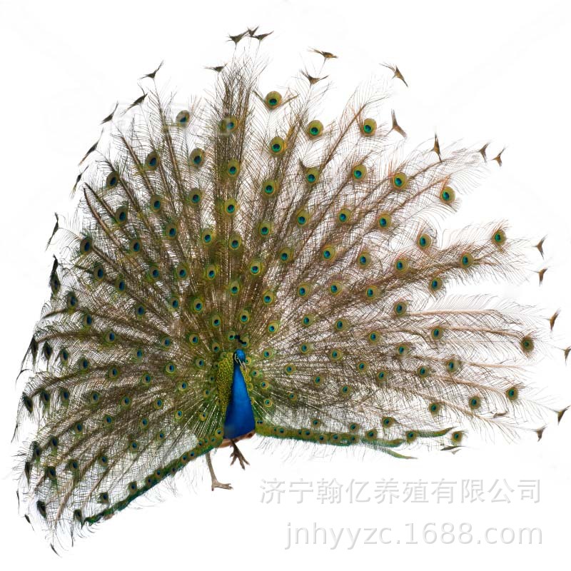 Peacock Breeding Base Breeds Its Own Peacock Seedlings, Blue Peacocks, Small Peacocks, Flower Peacocks, White Peacocks