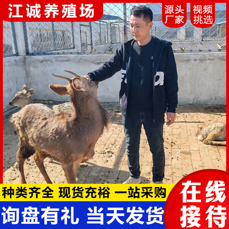 Sika Deer Cub Living Price Scenic Spot Watch Adult Stag Pet Relatives Sika Deer Living Breeding