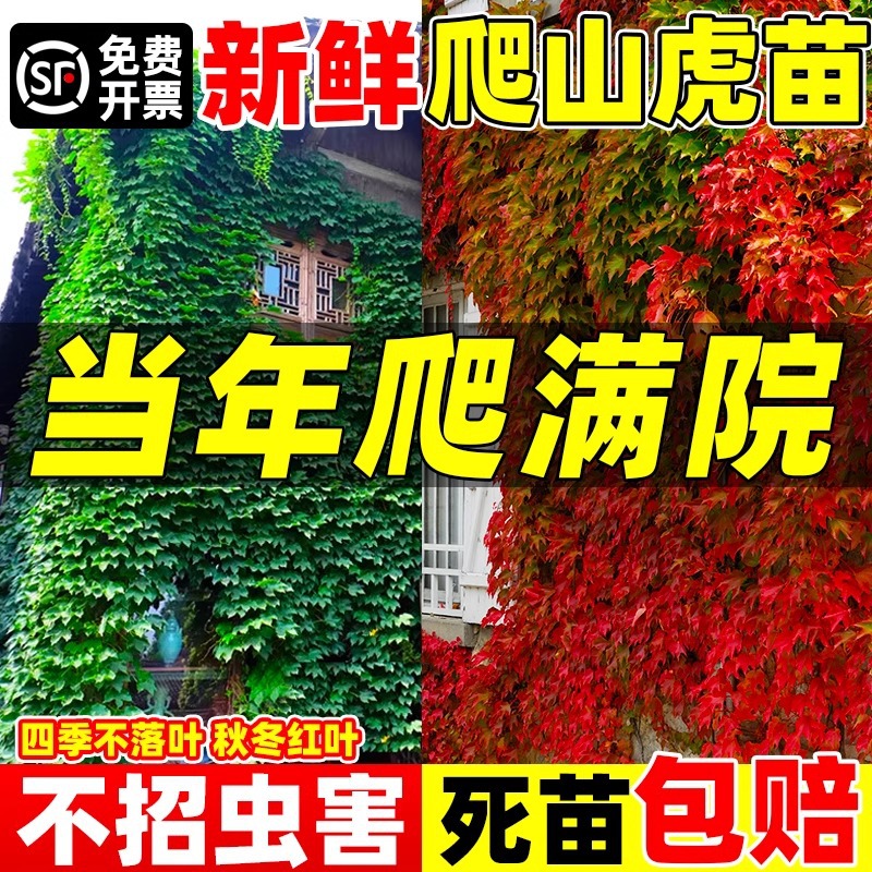 Саженцы вьющихся растений, вечнозеленые круглый год, безлистные вьющиеся растения для двора, саженцы с тремя и пятью листьями для красной стены