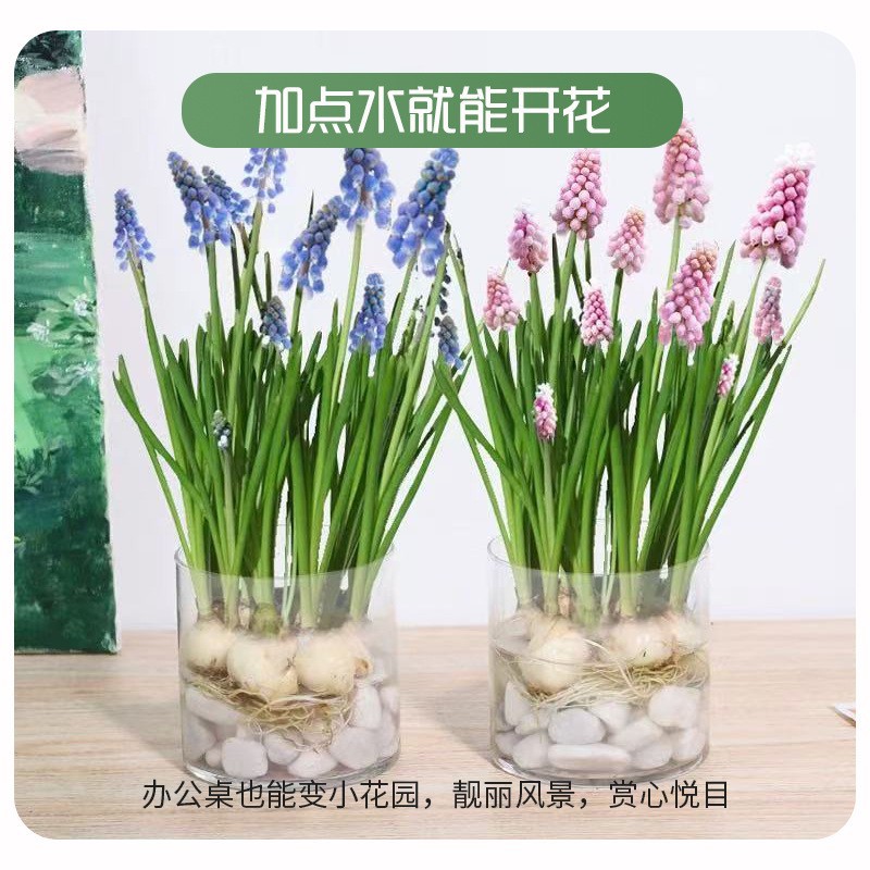 Grape Hyacinth Seed Bulbs Potted Ground Planting Courtyard Bulb Seed Plant Perennial Hyacinth Flower Large Ball
