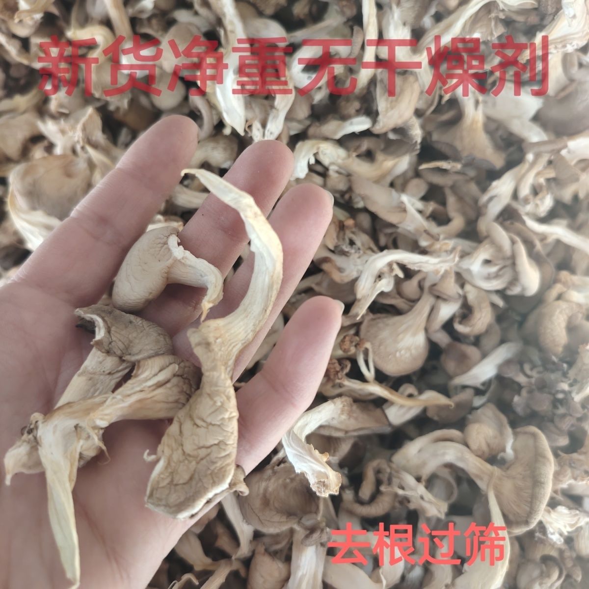 New Stock of Dried Oyster Mushrooms, Genuine Oyster Mushrooms, Farm-Raised Black Trumpet Mushrooms, Specialty Net Weight for Soup, Edible Fungi Wholesale, Whole Box