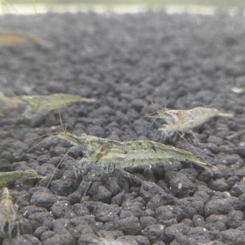 Black Shell Shrimp Algae Removal Cleaning Algae Removal Tool Ornamental Rice Shrimp Pet Fresh Feed Freshwater Aquarium Landscaping