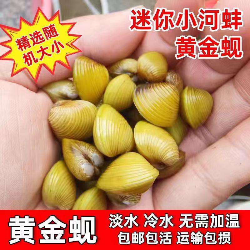 Gold Clam, River Clam, Small River Clam, Gold Snail Algae Remover, Clean Water for Aquariums, Fish Tank Cleaning with Fish Waste