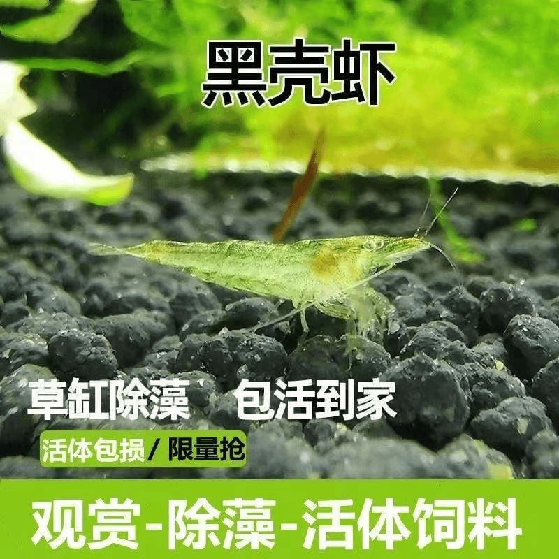 Black Shell Shrimp, Fresh Ornamental Shrimp, Algae Removal Fish Tank, Small Shrimp, Freshwater Resistant Cold Water, Clean Fire Cherry Blossom Shrimp