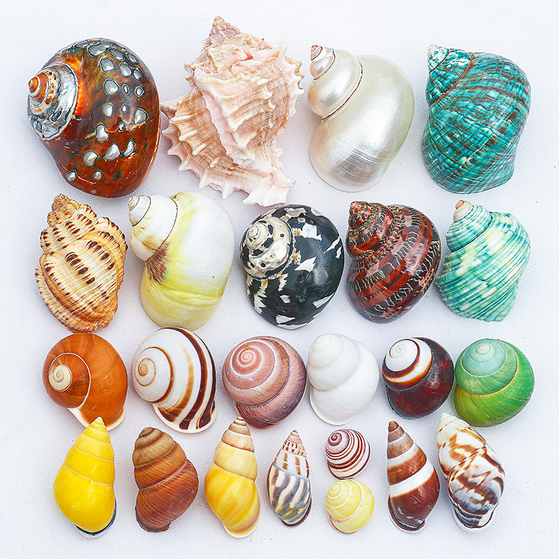 Wholesale conch shell fish tank landscaping all kinds of hermit crab shellfish replacement shell aquarium decorative ornaments snail shell