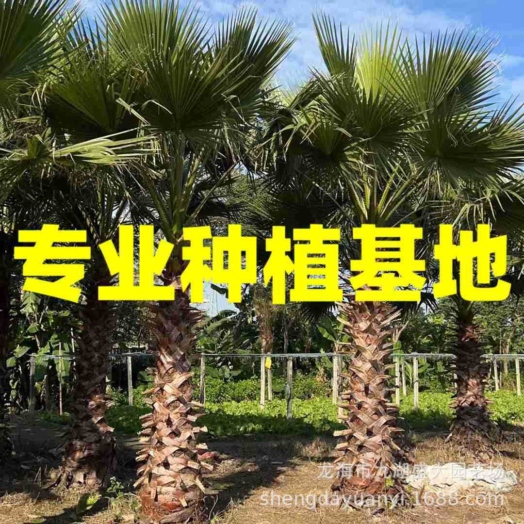 Fujian Elderly Palm Wholesale Jiangxi Shanghai Elderly Palm Quotes Zhejiang Palm Price Washington Palm Pictures