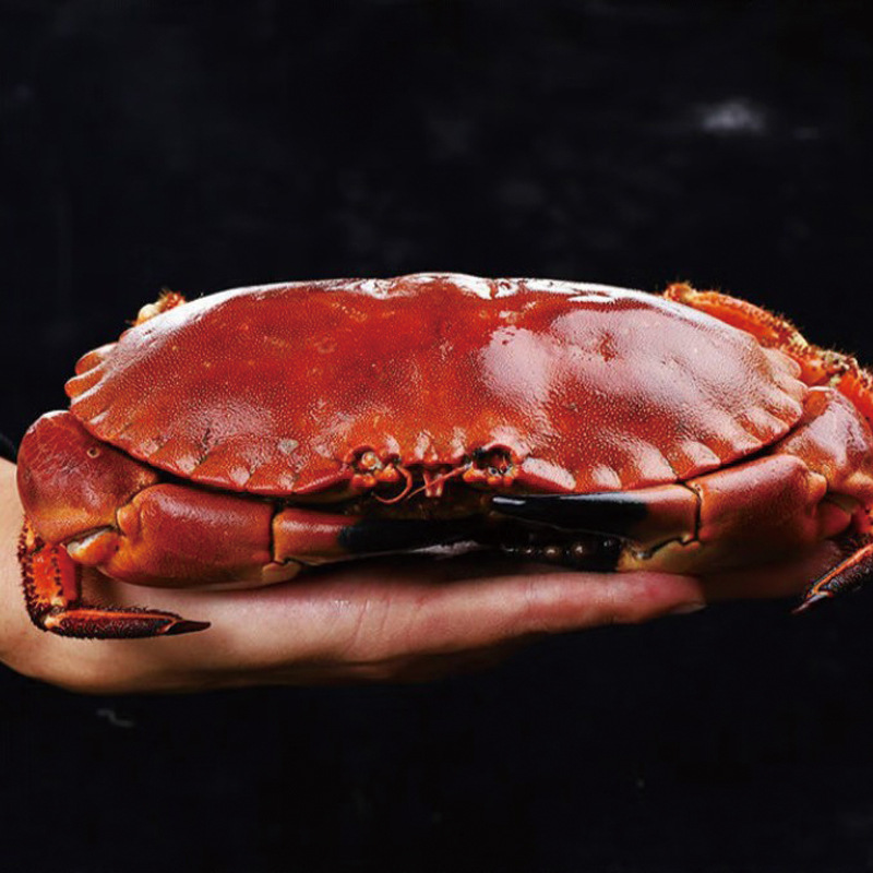 Extra Large Bread Crab with Yellow Paste, Fresh Sea-Caught Cooked Frozen Large Crab, Sea Crab, Golden Crab, Seafood and Aquatic Products Wholesale