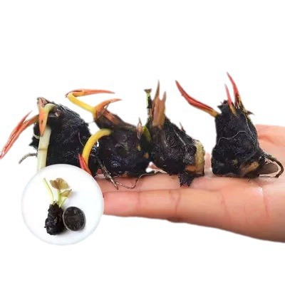 Water Lily Root Block Pond Hydroponic Large Water Lily Hydroponic Plant Four-Season Flowering Lotus Root Multi-Color Water Lily Root Flower Seedlings