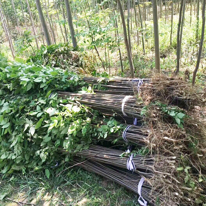Base Wholesale Huangshan Luan Saplings Luan Saplings Bare Mountain Reforestation Seedlings Small Saplings Greening Tree Seedlings