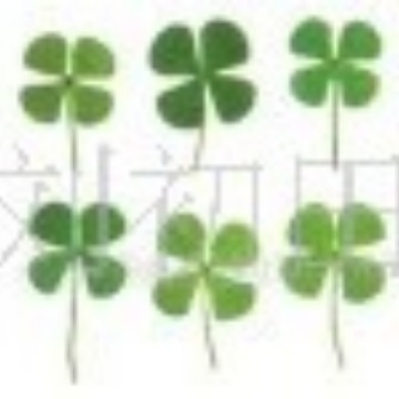 Dried Flower Product Baffle Jewelry Four-leaf Lucky Grass Green Lemon Sliced Specimen Embossed Hand-cut Fruit Specimen