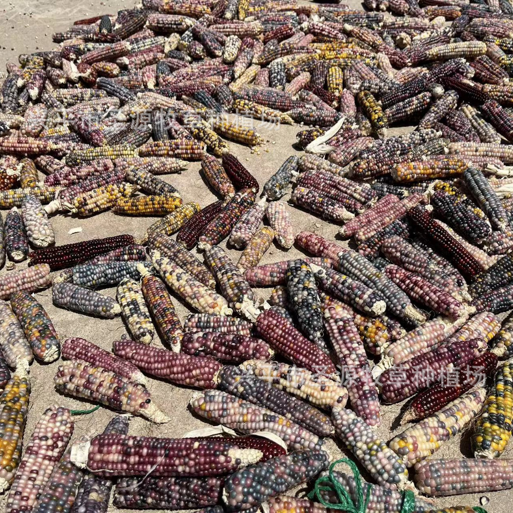 25-year-old seasonal mini corn hamster grinding teeth corn golden bear rabbit chinchilla flower twig mouse grinding teeth snacks