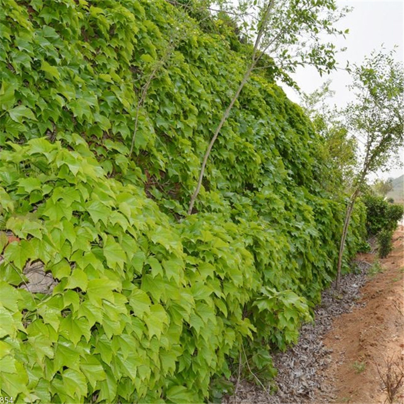 Ivy Climbing Plant Three-Leaf Five-Leaf Ivy Seedlings Large Seedlings Balcony Courtyard Cold-Resistant and Heat-Resistant Easy to Survive in All Seasons