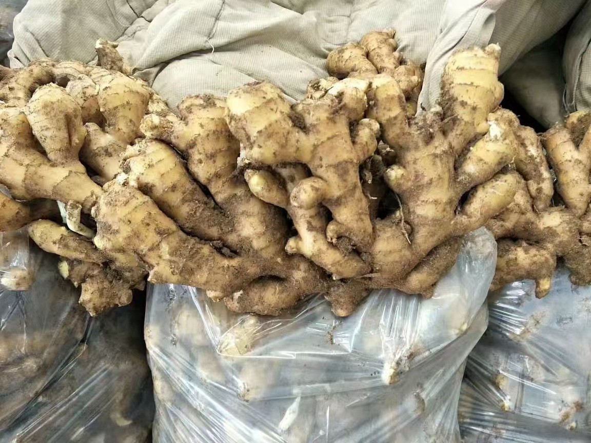 Ginger Exports Ginger Price, Rhubarb Ginger, Small Turmeric Price, Origin Ginger Price, Facing