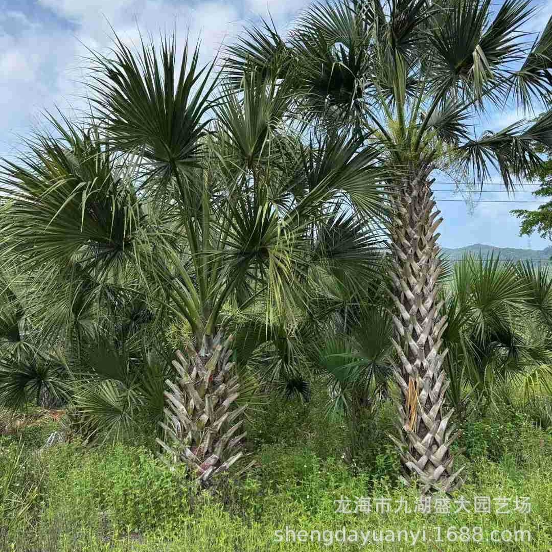 Zhejiang Cabbage Palm Price Jiangxi Shanghai Dragon Scale Palm Base Fujian Transplanting Goods Dragon Scale Palm Wholesale