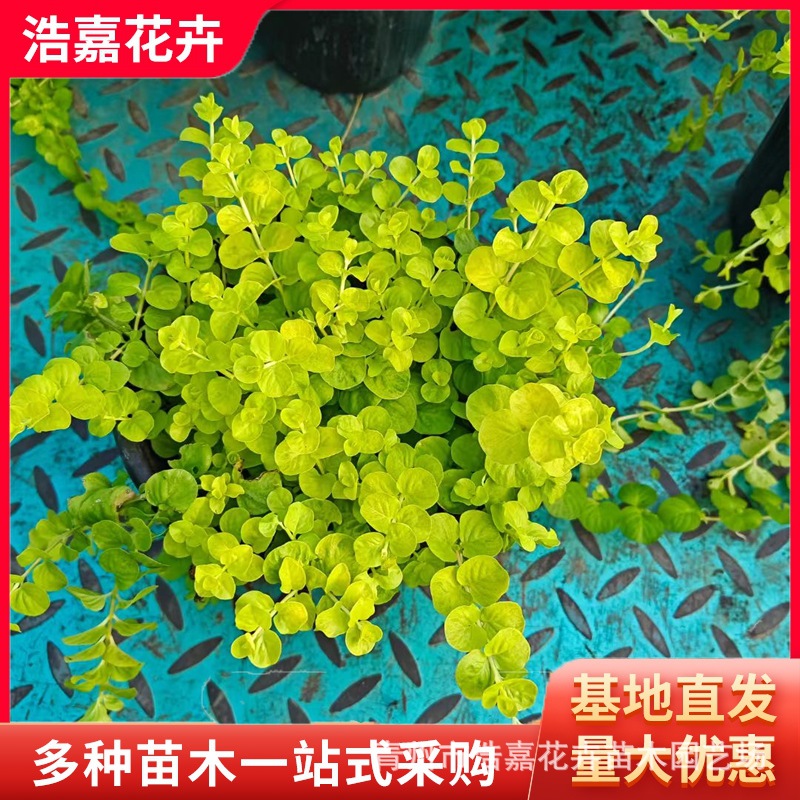 Golden Leaf Crossing Yellow Seedlings Are Perennial Ground Cover Plants That Are Evergreen and Easy to Maintain in All Seasons. Use Golden Leaf Crossing Yellow for May Day
