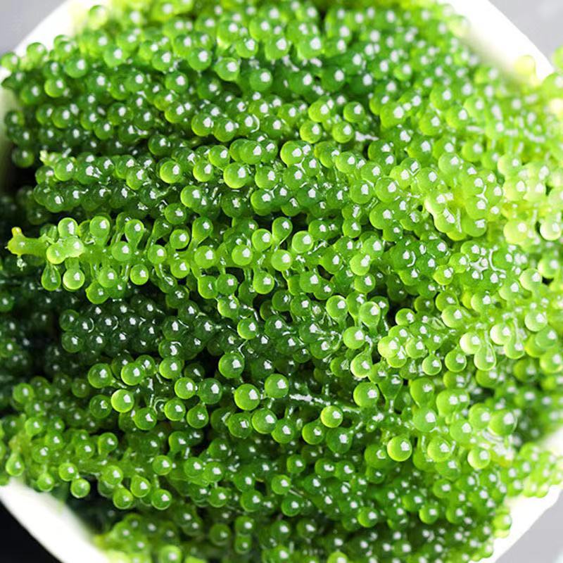 Salted sea grapes 100g kelp silk ready-to-eat longevity vegetables seaweed vegetables seaweed wakame sushi green fish wholesale