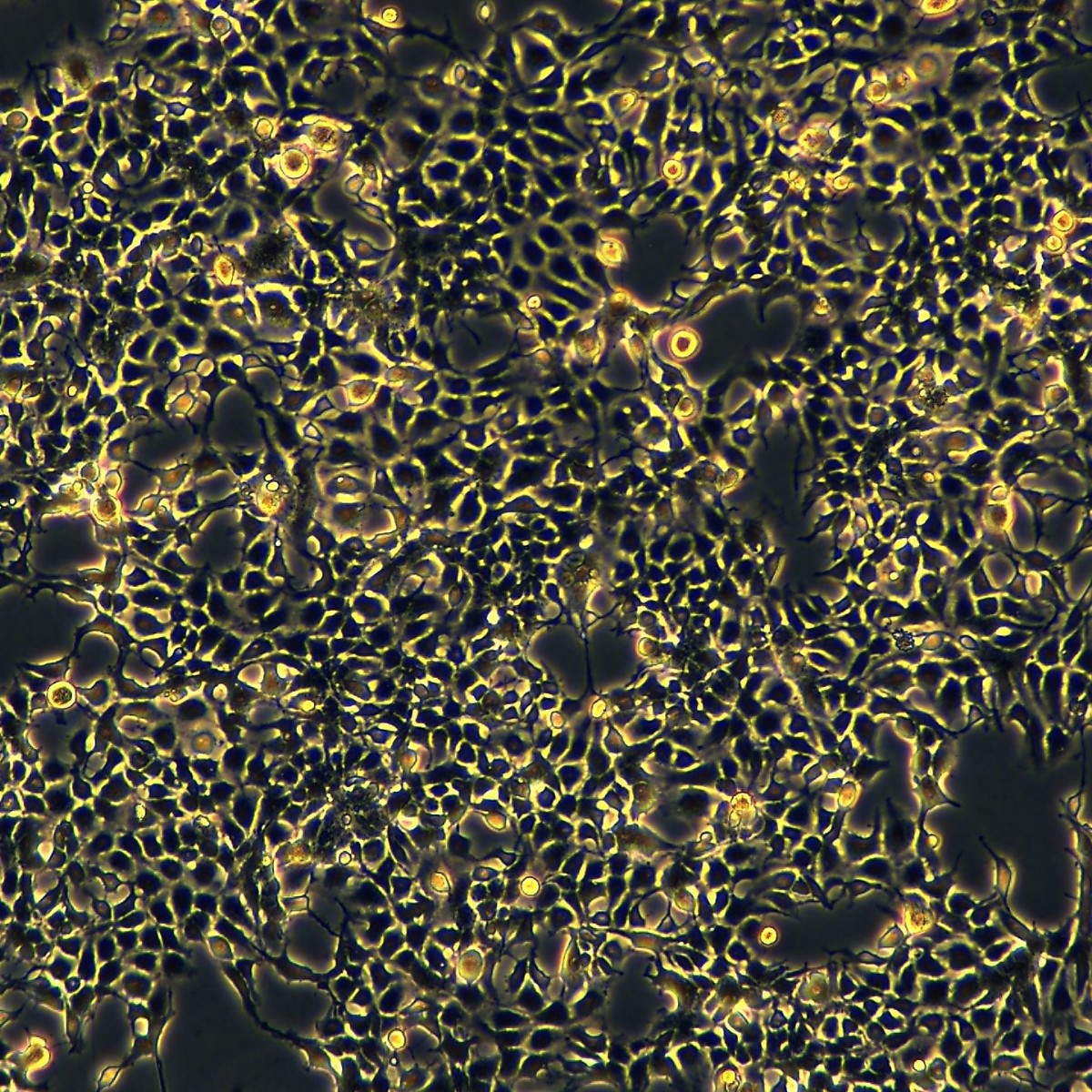 Meisenctcc Human Embryonic Kidney Cells Hek293