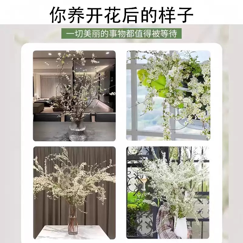 Fresh Cut Flowers with Buds from Xueliu, Water-Cultured Fresh Flowers, Direct from Yunnan Flower Base, Easy-To-Care-For Indoor Green Plants