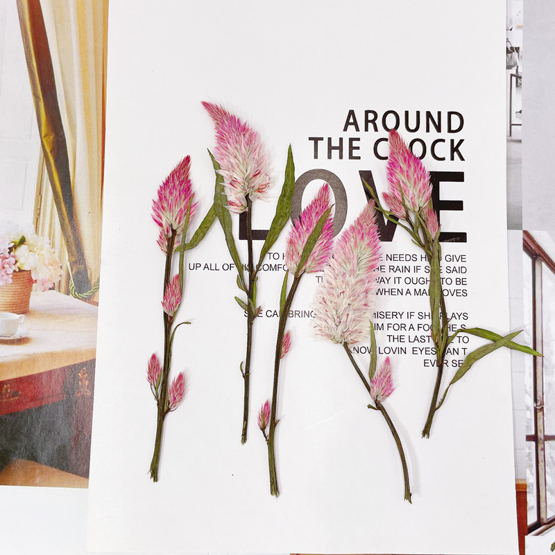 Cockscomb dried embossed plant specimen teaching children DIY handmade photo frame aromatherapy candle greeting card gift box packaging