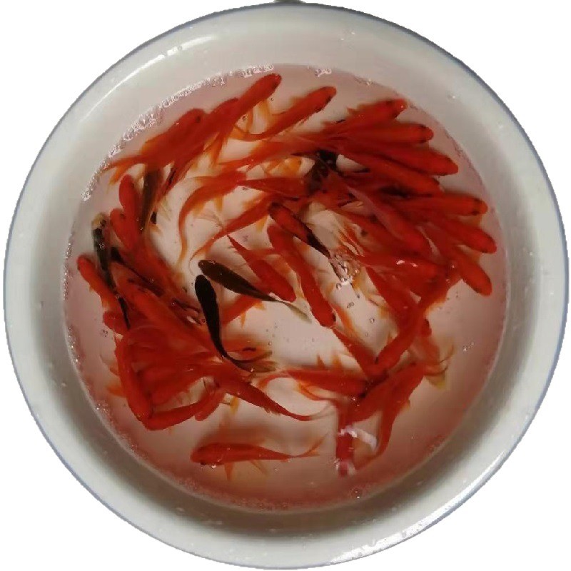 Wholesale Live Ornamental Goldfish, Small Red Grass Fish, Small Jars, Durable for Stalls