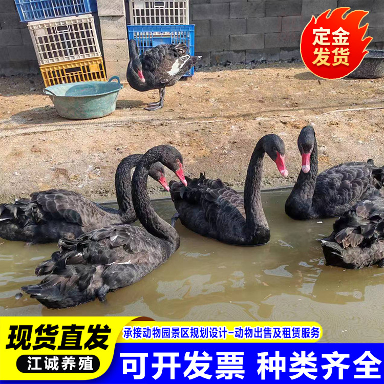 For Sale, Rental, Scenic Garden, Ornamental Black Swan, Black Swan That Has Just Been Removed from Warm, Live Price, Black Swan Seedlings