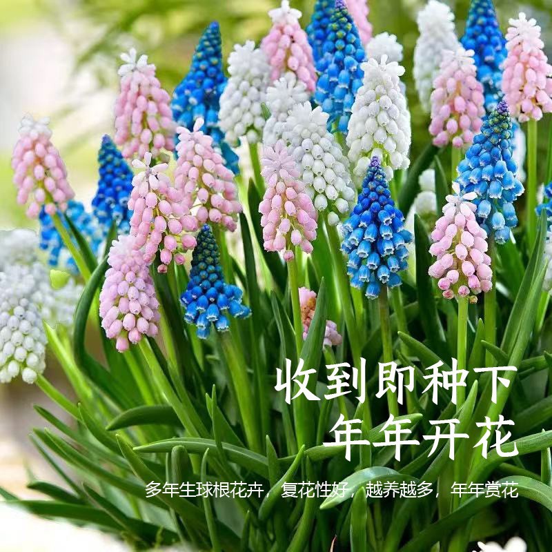 Grape Hyacinth Seed Bulbs Potted Ground Planting Courtyard Bulb Seed Plant Perennial Hyacinth Flower Large Ball