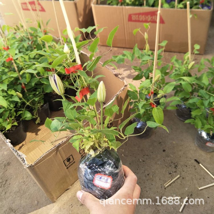 Clematis Seedlings Bloom in the Current Year, Climbing Vines, Josephine Utopia Courtyard Balcony, Vine Queen Courtyard