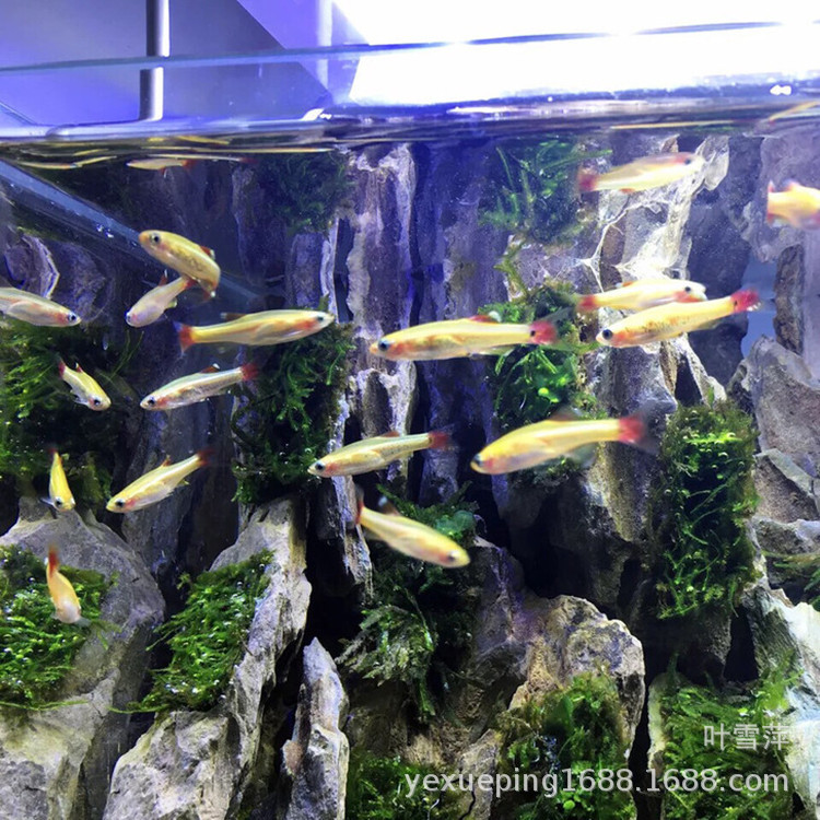 Yellow red tail fish live magnificent gold silk native fish cold water fish low temperature resistant fish grass tank swimming fish tropical fish view