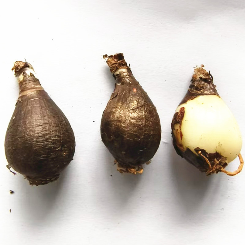 Four-Season Blooming Rain Lily Bulbs, Lily of the Valley, Onion Flower Seedlings, Garden Flowers, Balcony Potted Plants, Heat and Cold Resistant