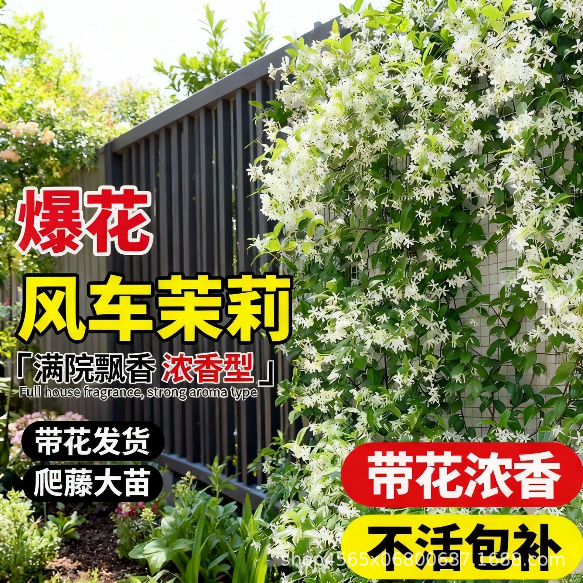 Вьющаяся жасминовая лоза с цветами, сильный аромат, холодостойкий и легкий в выращивании