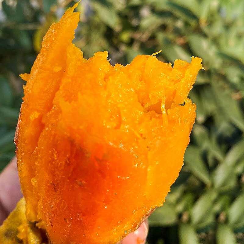 Shandong Yanshu No. 25, Direct Delivery from the Place of Origin, Free Shipping for Seasonal Yanshu No. 25, One Piece Drop Shipping