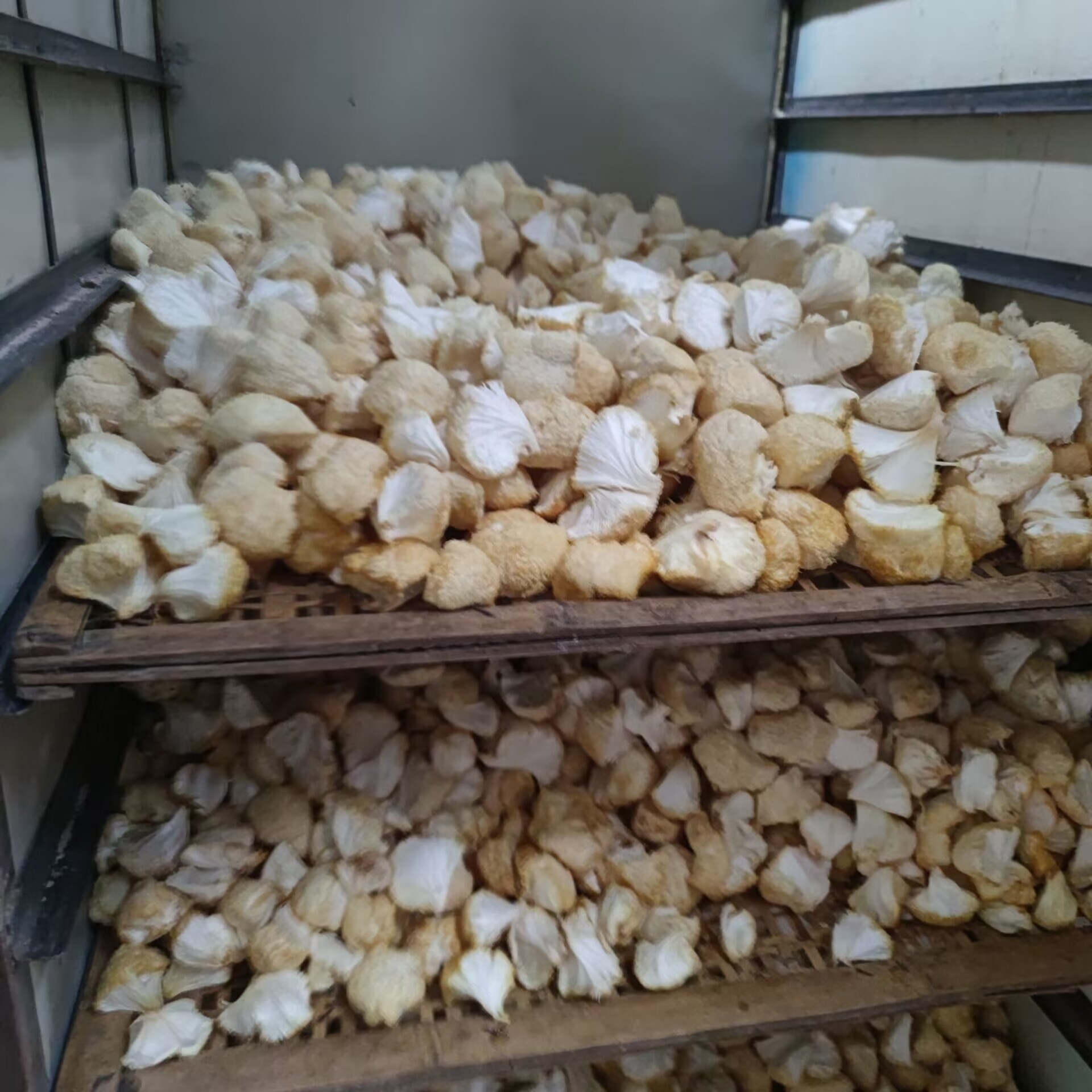 Dried Hericium Erinaceus (Lion's Mane Mushroom) Without Roots and Stems, Sulfur-Free, Bulk Edible Fungi Wholesale, Export Grade