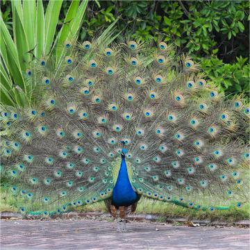 Голубые и белые цветочные цыплята павлина, пара домашних птиц, живые крупные декоративные птицы, цыплята павлина, цена