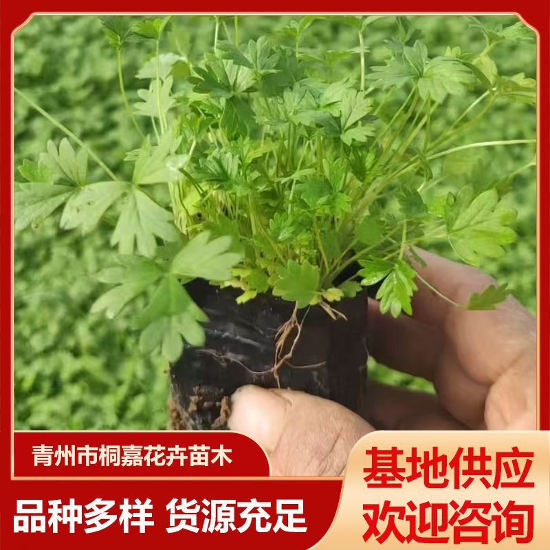 Qingzhou Base Supplies Three-Leaf and Five-Leaf Aster, Perennial Grass Flowers for Greening, Aster Project Potted Flower Seedlings
