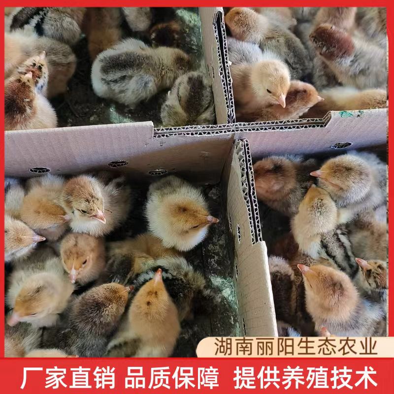Direct Sale from the Hatchery: Black-Feathered Red-Crowned Chicken Chicks, One-Day-Old Live Chicks, Live Seedlings, Suitable for Raising Free-Range Chickens in Rural Mountain Areas