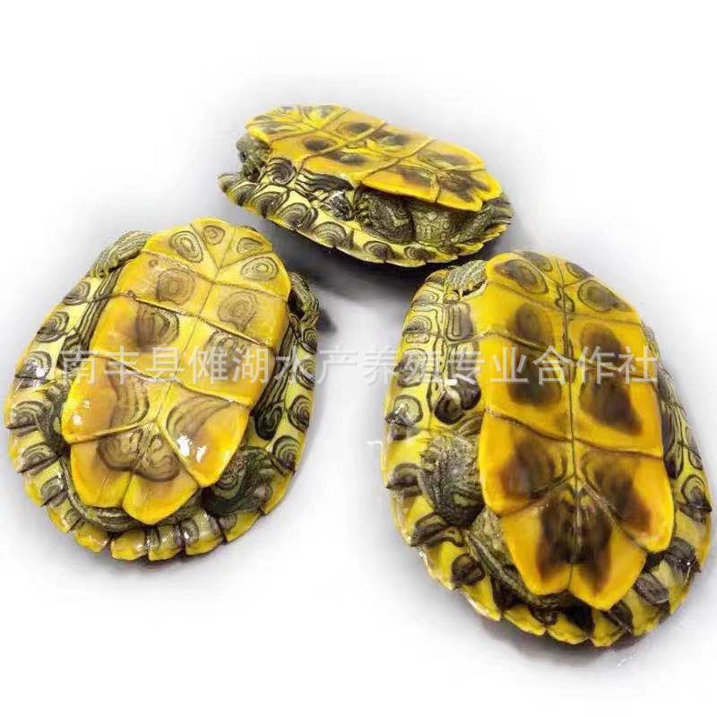 Waitang tortoise wholesale rich turtle stall small tortoise adorable tortoise red ear tortoise