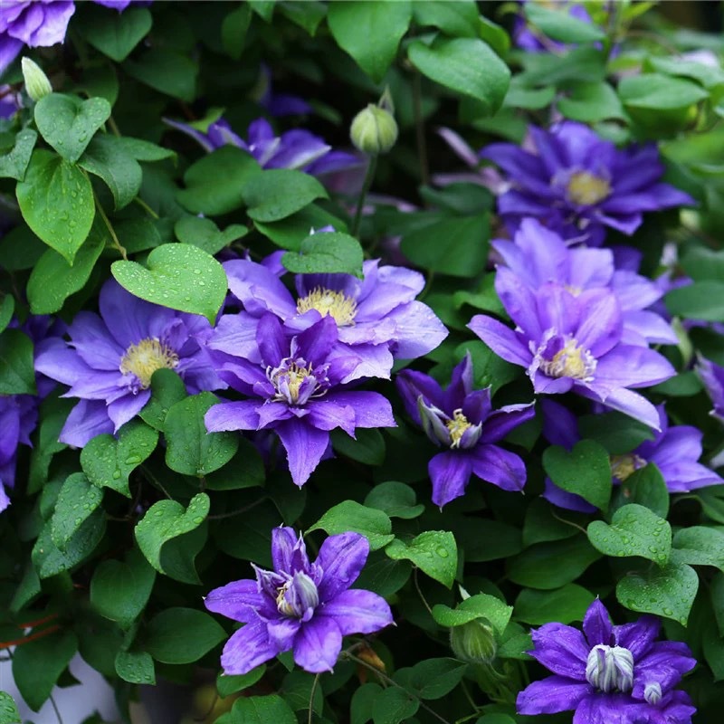 Worcester Beauty Clematis Large Seedling Potted Climbing Plant Vine Flowering Column for Villa Courtyard, Cold-Tolerant and Blooms All Seasons