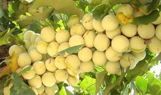 Ginkgo Fruit Tree Seeds Have a High Germination Rate, and They Can Yield Substantial Profits Per Acre. They Are Also High-Quality and High-Yielding for Nursery Cultivation