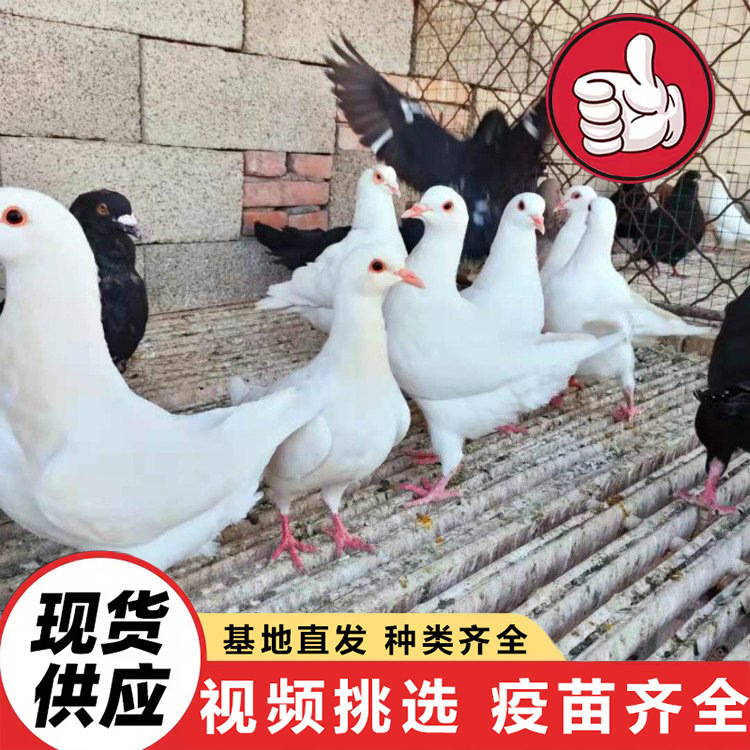 Оптовая продажа мясных голубей королевского типа, где купить производителей мясных голубей, живые белокрылые королевские голуби оптом