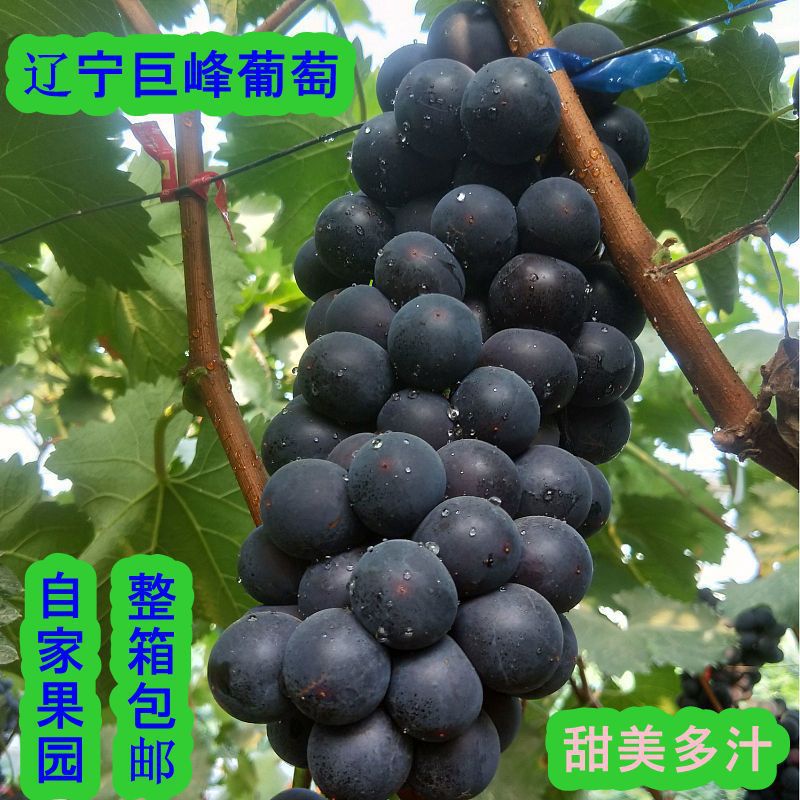Northeast Jufeng Grapes Are Freshly Picked in Season, Juicy and Suitable for Children, Wholesale by the Whole Box with Free Shipping, Not Xiahei Brand Wholesale