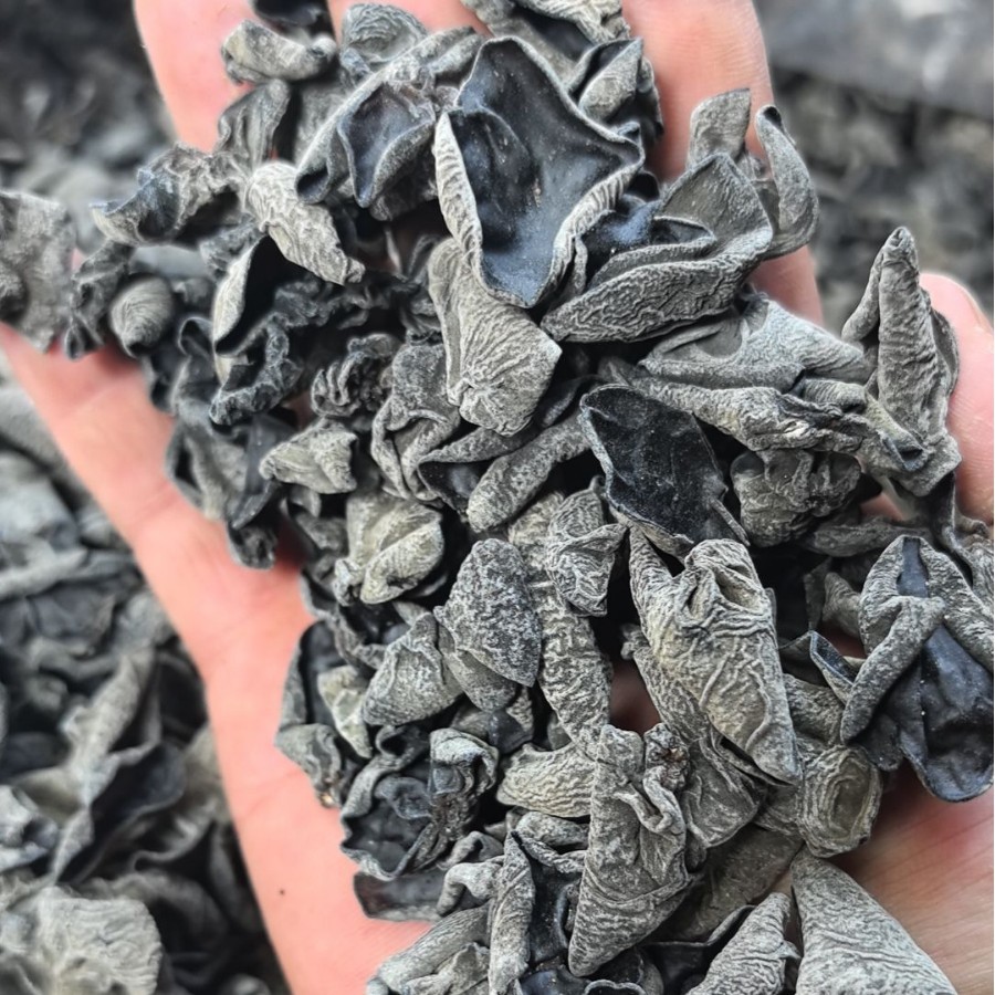 Народный черный гриб, оптовая продажа