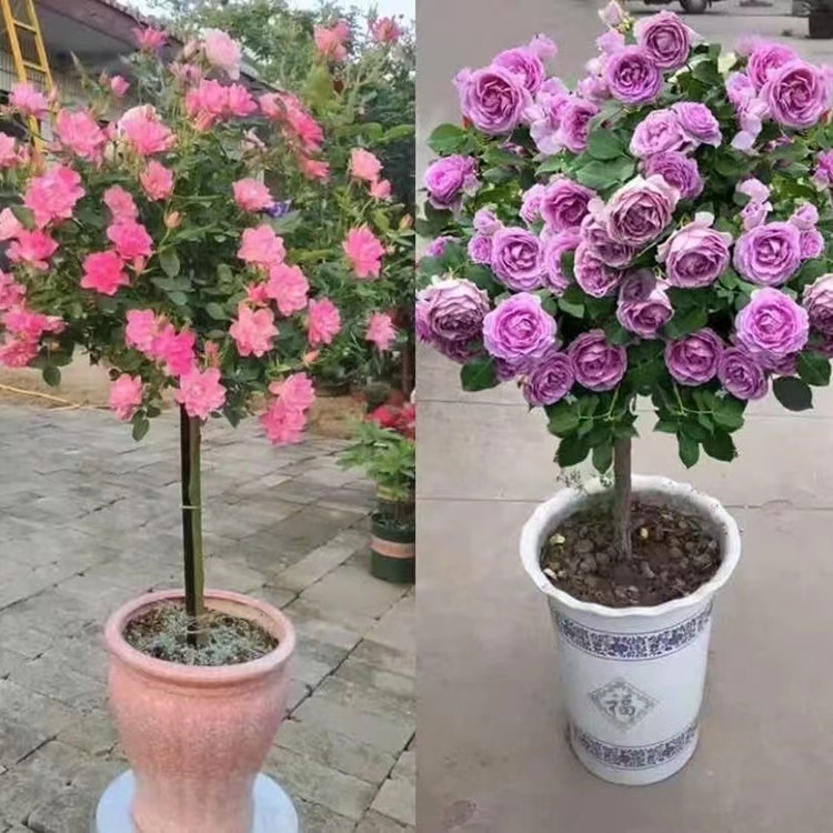Tree-Shaped Rose Seedlings, Tree Stumps, Tall Rose Flowers, Four-Season Blooming Potted Plants, Indoor Easy-To-Grow Florals and Green Plants