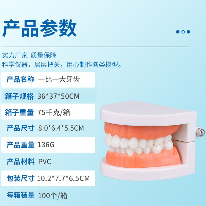 Tooth Model Oral Model Kindergarten Dental Model Small Dental Model Wholesale Wholesale Oral Materials