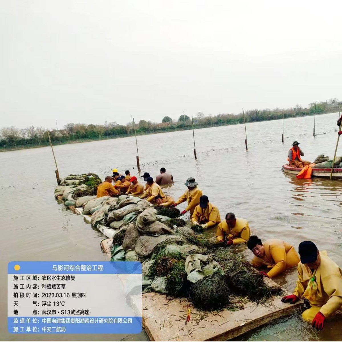 Thorny Bitter Grass, Asian Big Bitter Grass, Dense Thorny Bitter Grass, Water Quality Purification, Breeding Flat Stick Grass, Aquatic Grass Seed Base Wholesale Project