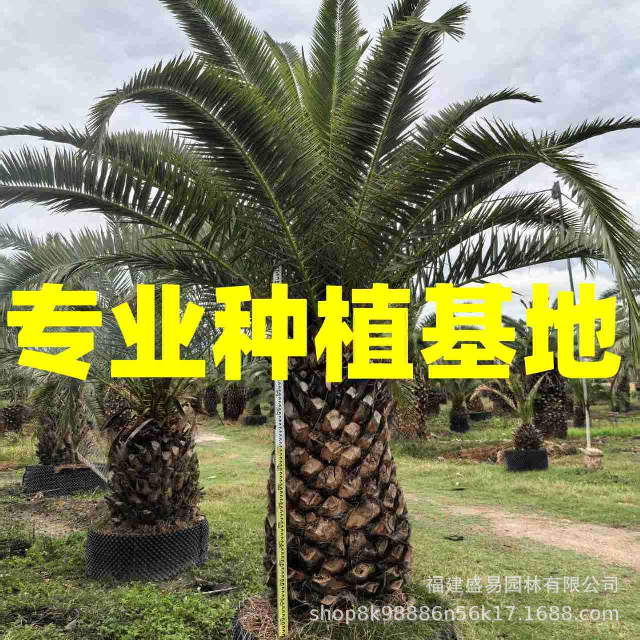 Фуцзянская канарейка, морская дата, пальма, база, Чжэцзян, Шанхай, оптовая продажа, Цзянсу, морская дата, голова